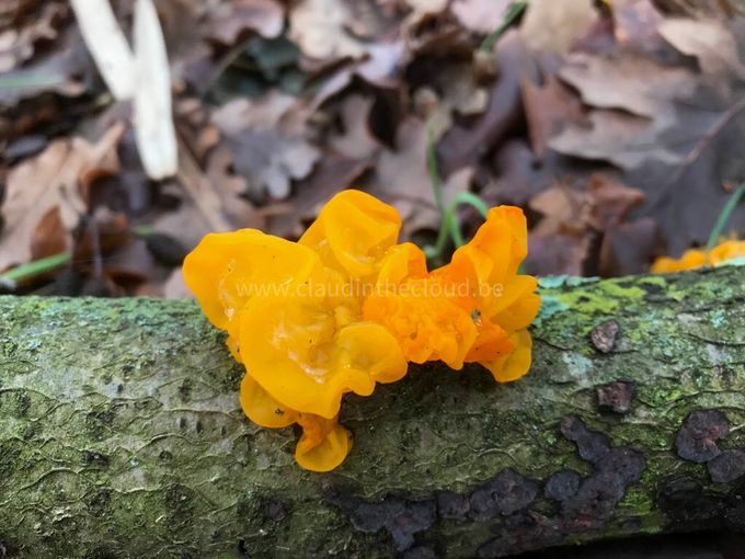 'De gele trilzwam is een paddenstoel die op bomen groeit en zorgt voor een opvallend kleuraccent tijdens de donkere wintermaanden'